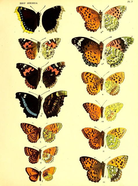 Vintage Japanese butterfly illustration plate, Rhopalocera Nihonica, printed in Yokohama circa 1886–1889